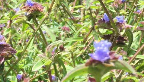 কেন Ecdysterone গুঁড়া এত pupular হয়?