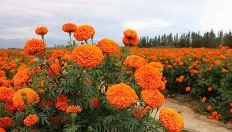 গাঁদা নির্যাস কি?